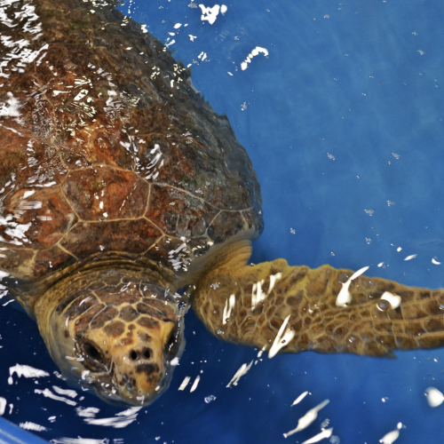 turtle rescue